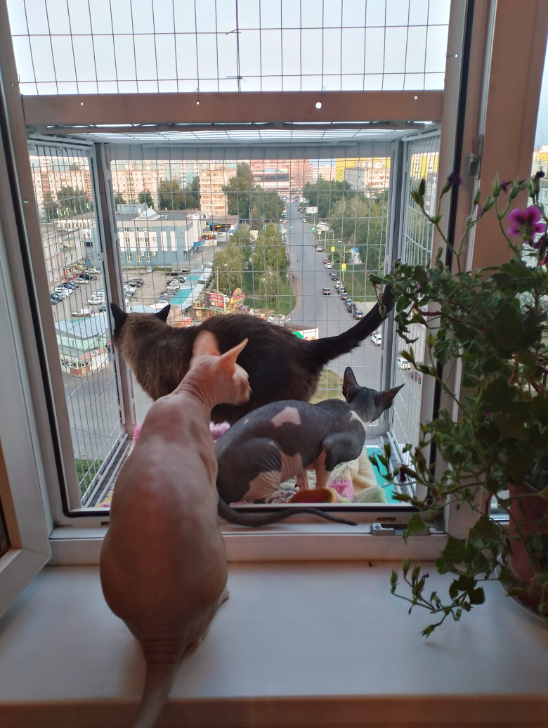 кошачий стационарный балкон